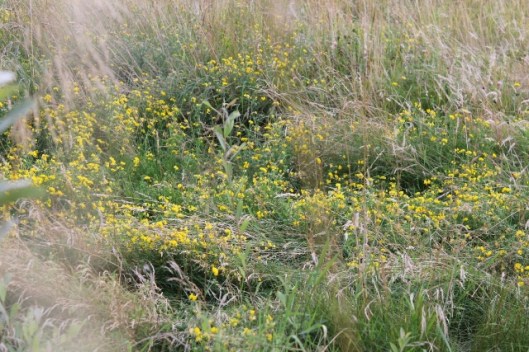 016Bird's-foot Trefoil (640x427)