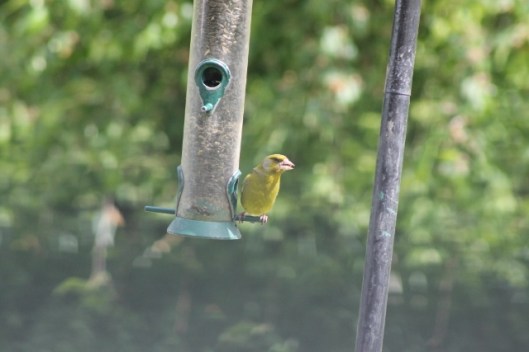 018Greenfinch (640x427)