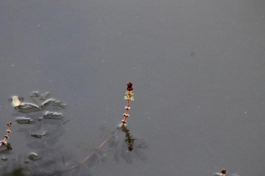 018Spiked water-milfoil (640x427)