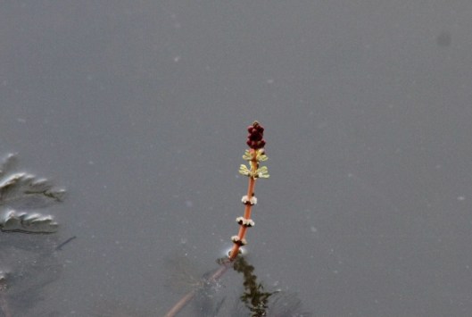 018Spiked water-milfoil (640x430)