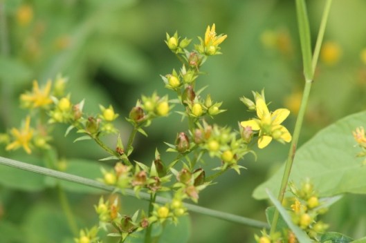 018St John's-wort (640x427)