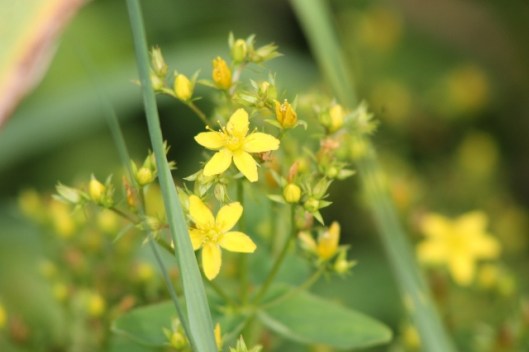019St John's-wort (640x427)