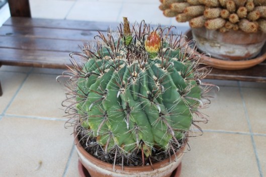 020Fero cactus (640x427)