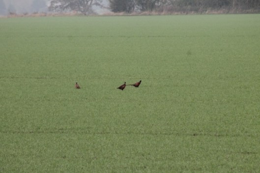 020Pheasants on field (640x427)