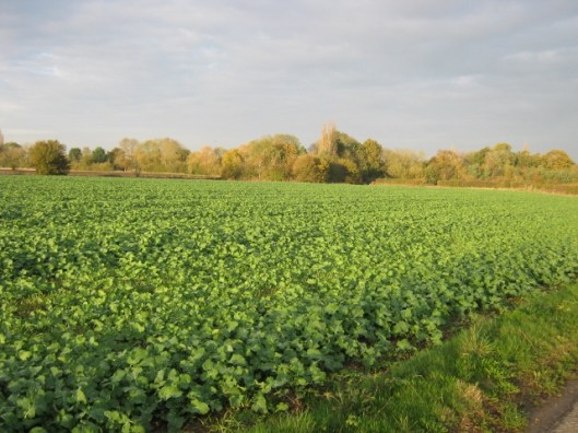 021Field of Rape (640x480)