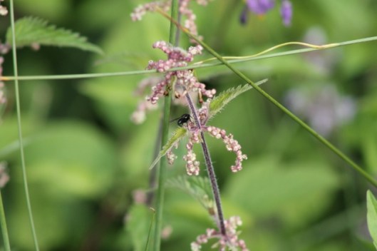 022Nettle with black fly (640x427)