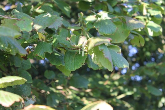 022New catkins on Hazel (640x427)
