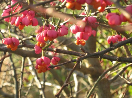 023Spindle berries (640x480)