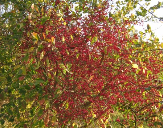024Spindle berries (640x504)