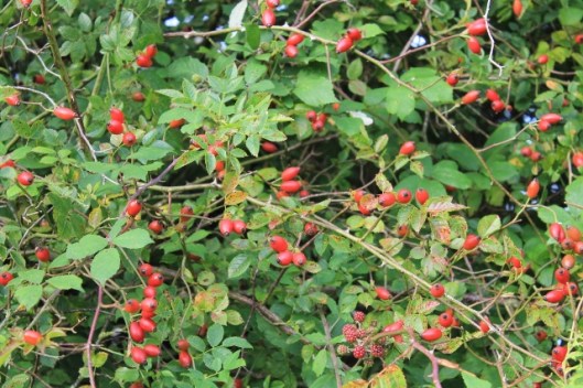 025Rose hips (640x427)