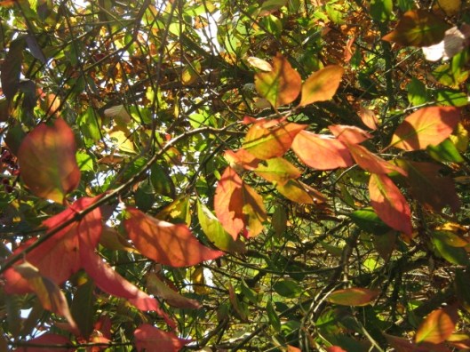 026Autumn leaves (640x480)