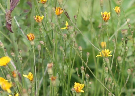 026Cat's-ear (640x454)