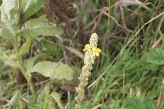 026Mullein (640x427)