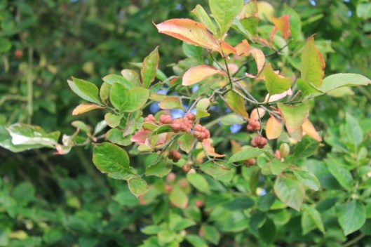 026Spindle berries (640x427)