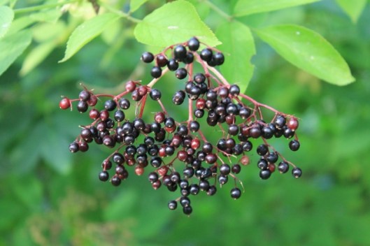 027Elderberries (640x427)