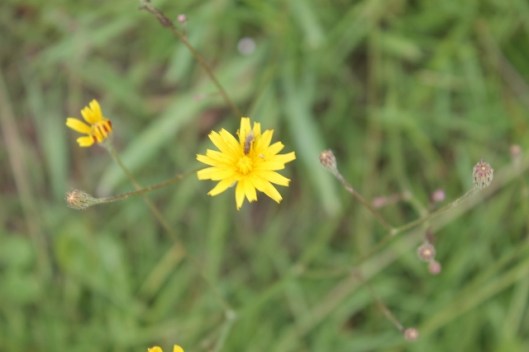 028Cat's-ear with fly (640x427)