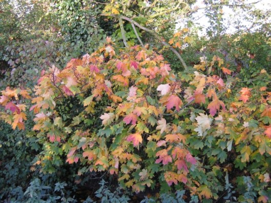 030Sugar Maple leaves (640x480)