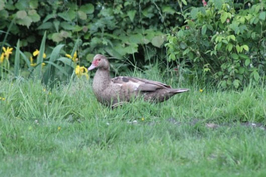 033Muscovy duck (640x427)