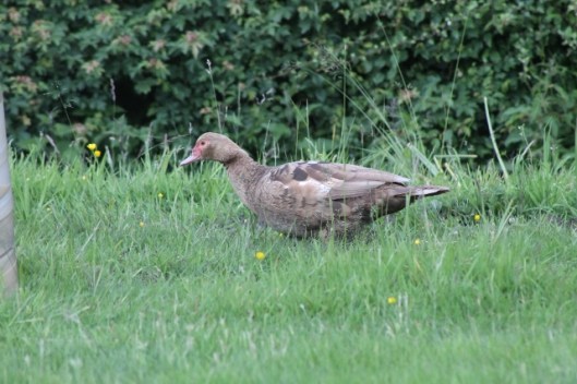 034Muscovy duck (640x427)
