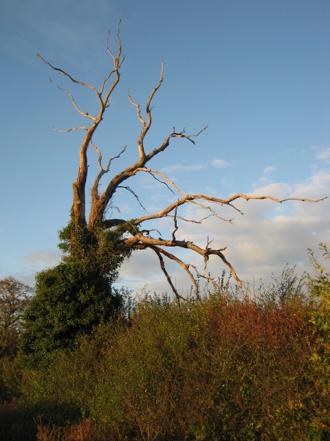 036Dead oak (480x640)