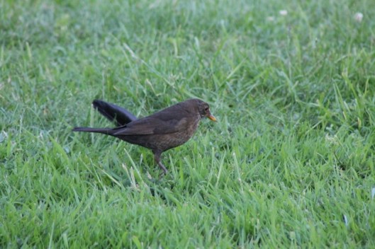 036Female blackbird (640x427)