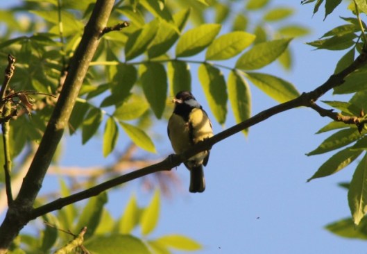 036Great tit with insect (640x443)