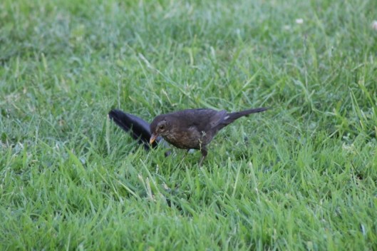 037Female blackbird (640x427)