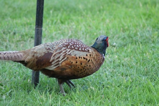 039Cock pheasant (640x427)