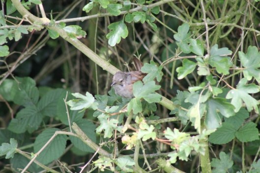 041Dunnock (640x427)