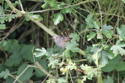 042Dunnock (640x427)