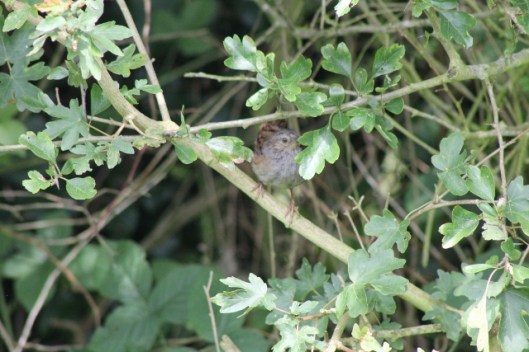 043Dunnock (640x427)