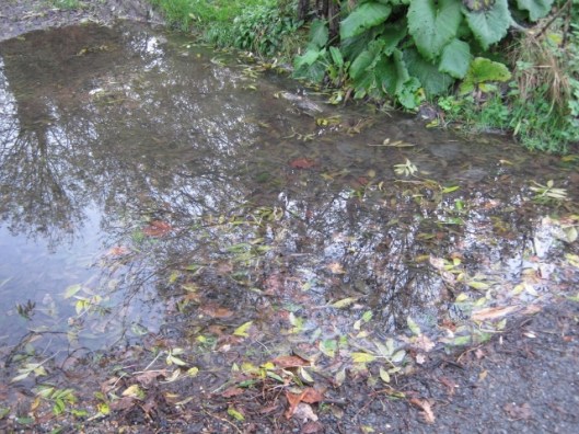 048Leafy puddle (640x480)