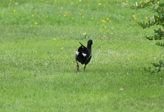 049Rear view of moorhen (640x437)