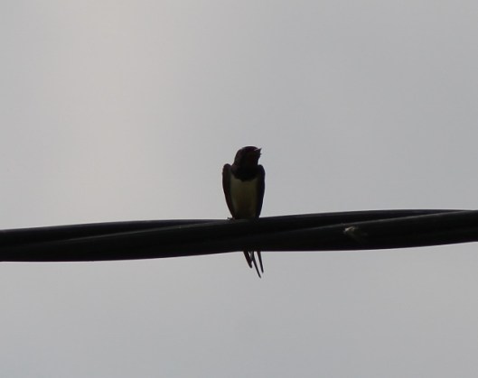 049Swallow (640x507)