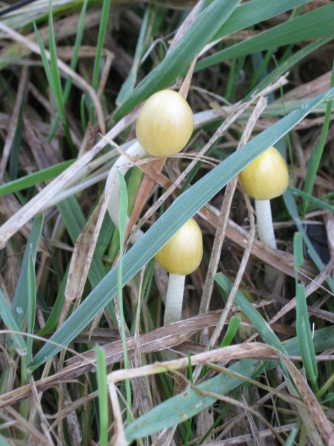 050Toadstools (480x640)