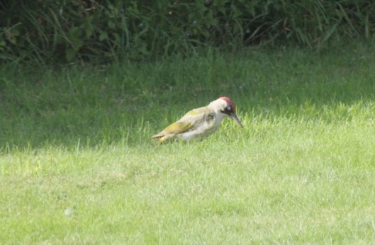062Green Woodpecker (640x419)