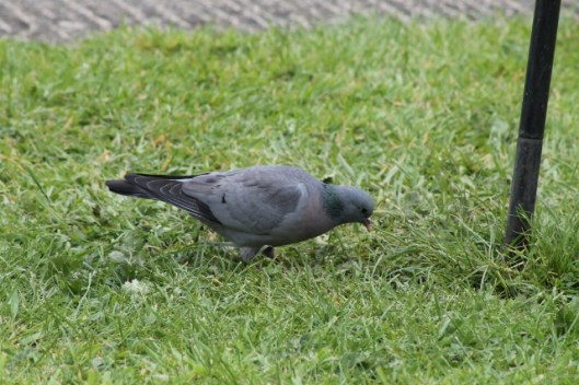 063Stock dove (640x427)