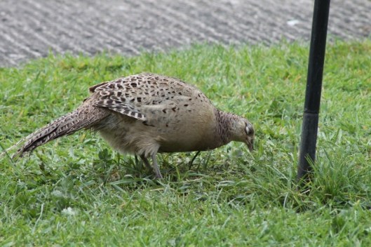 064Female pheasant (640x427)