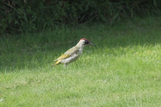 065Green Woodpecker (640x427)