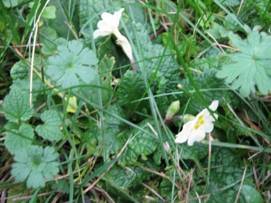 004Primroses (640x480)