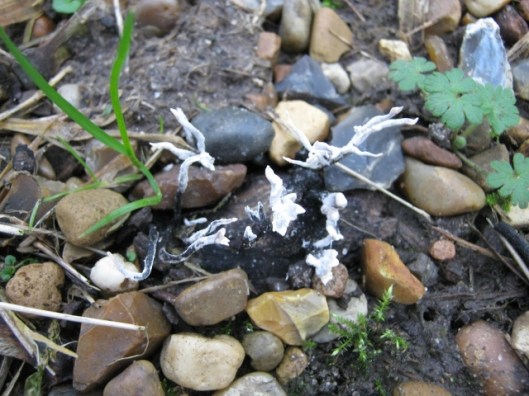 005Coral fungus (640x480)