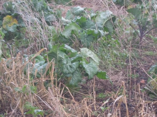 005Sugar beet (640x480)