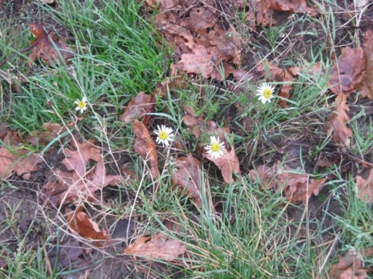 007Mayweed (640x480)