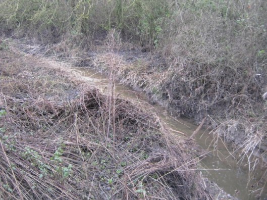 008The Beck (640x480)