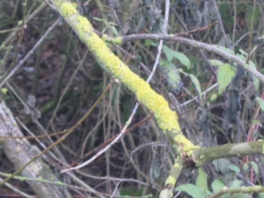 011Lichen on branch (640x480)