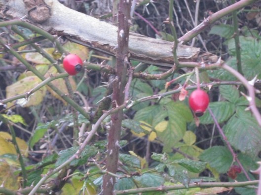 012Rosehips (640x480)