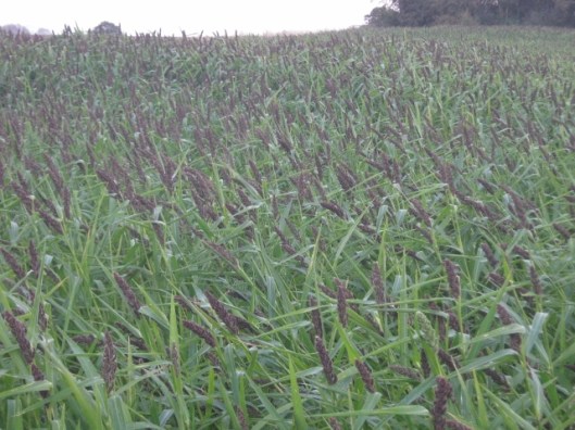 013Millet field (640x480)