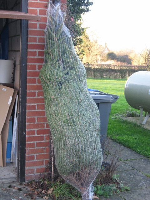 014Christmas tree (480x640)