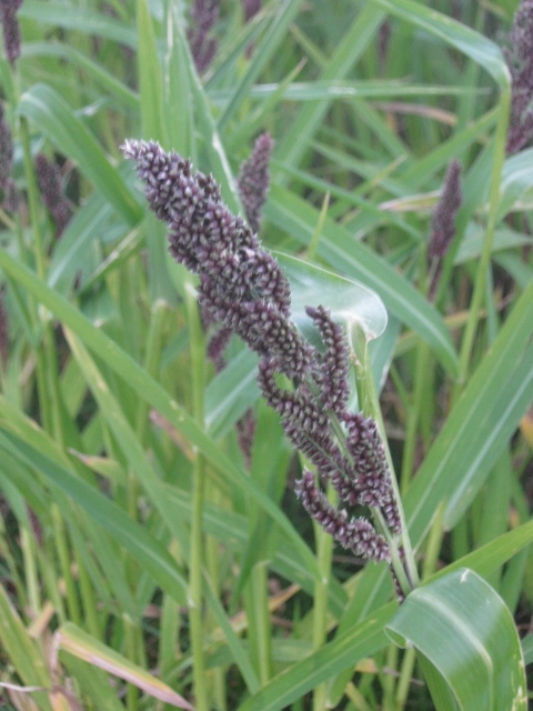 015Millet field (480x640)