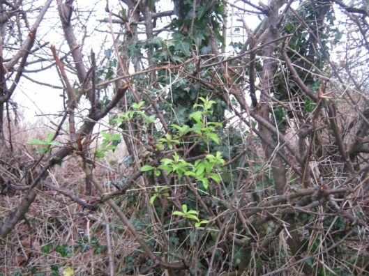 023New green leaves (640x480)